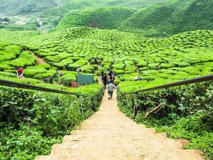 Cameron Highlands